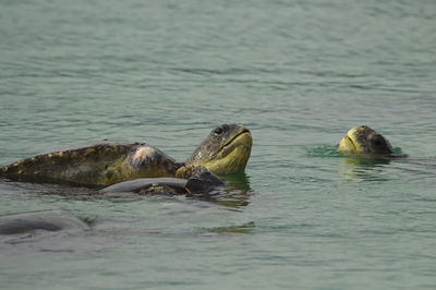 Sea turtles reproduction