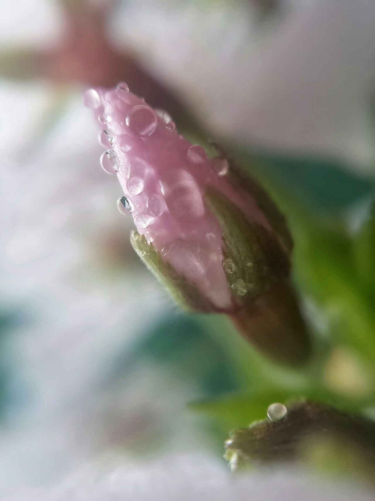 Bud of the cherry blossom