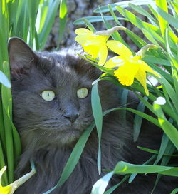 Portrait of a cat