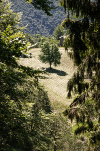 View of trees on footpath