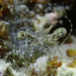 Close-up of insect on sea