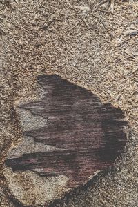 High angle view of wood on land