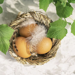 Close-up of fruits in nest