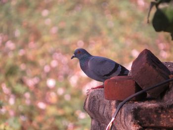 Close-up of pigeon perching on metal