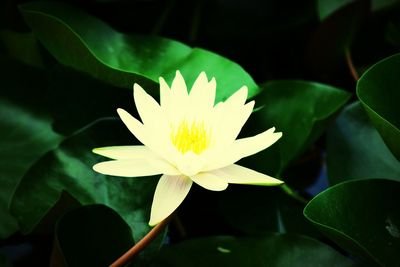 Close-up of white flowers