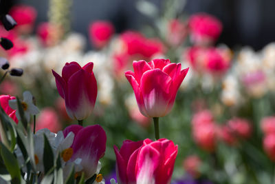Close-up of pink tulips