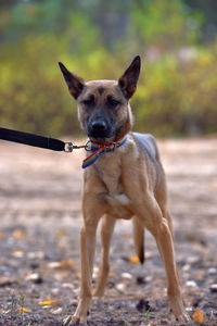 Portrait of dog standing on field