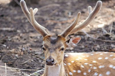 Close-up portrait of deer