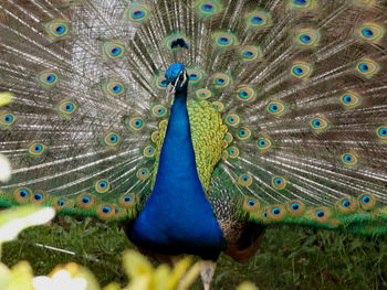 Close-up of peacock feathers