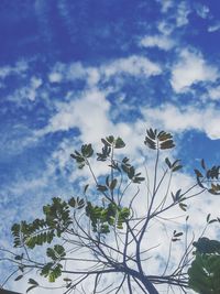 Low angle view of flower tree against sky