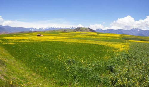 Scenic view of field against sky