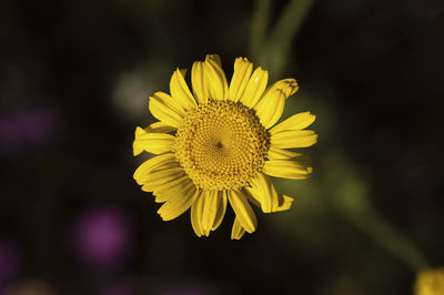 Close-up of yellow sunflower