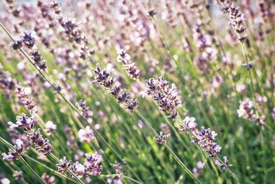 Close-up of purple flowering plants on field