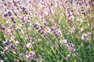 Close-up of purple flowering plants on field