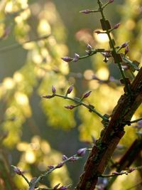 Close-up of insect perching on branch