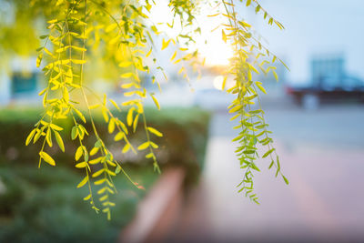 Close-up of plant against sky