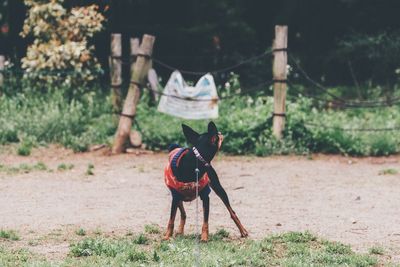 Dog standing on field