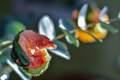 Close-up of red rose flower