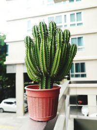 Close-up of potted cactus plant against building