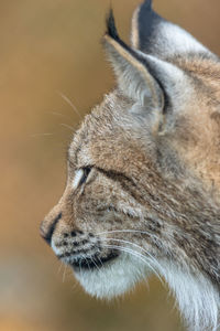 Close-up of a cat looking away