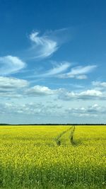 Scenic view of field against sky