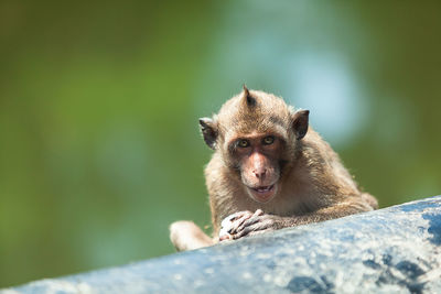 Portrait of monkey