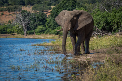 African elephant standing at waterhole