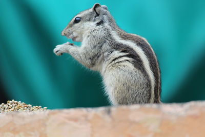 Close-up of squirrel eating