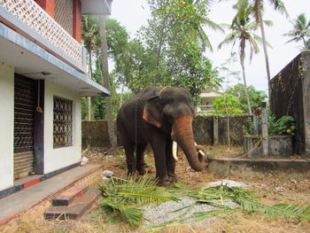 Full length of elephant in a building