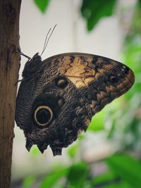 Close-up of butterfly on leaf