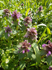 Close-up of pink flowering plants