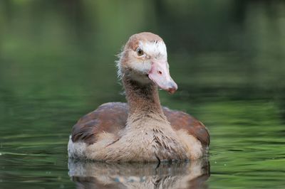 Close-up of duck in lake