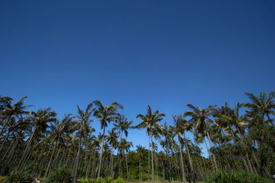 Low angle view of coconut palm trees against clear blue sky