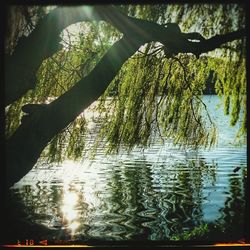 Reflection of trees in water