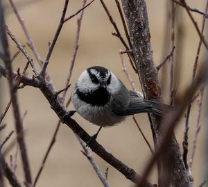 Close-up of bird perching on branch