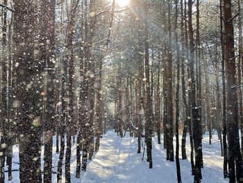 Trees on snow covered land during winter
