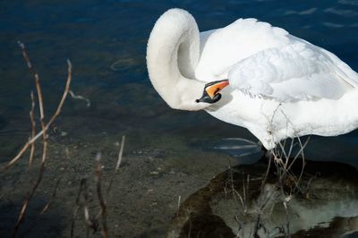 Close-up of swan preening in water