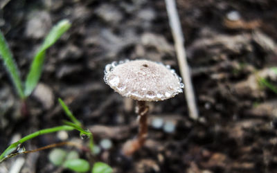 Close-up of mushroom