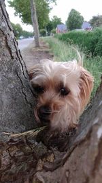 Close-up portrait of dog on tree trunk