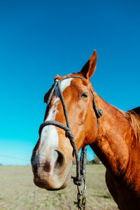 Horse against the sky