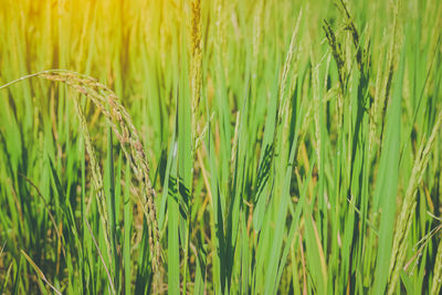 Close-up of wheat growing on field