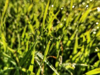 Close-up of water drops on grass