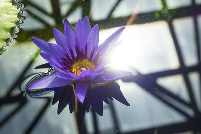 Close-up of purple flower blooming outdoors