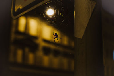 Close-up of spider on glass