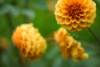 Close-up of yellow flower