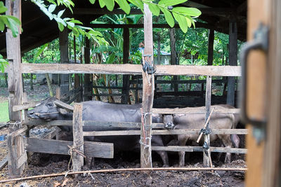 View of an animal pen