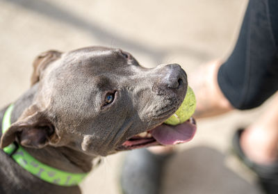 Pitbull puppy has her tennis ball and waits to play fetch with you