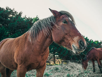 A brown horse in the pasture with a long mane