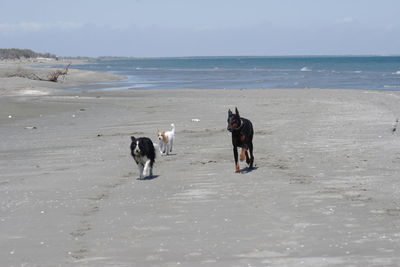 Two dogs on beach