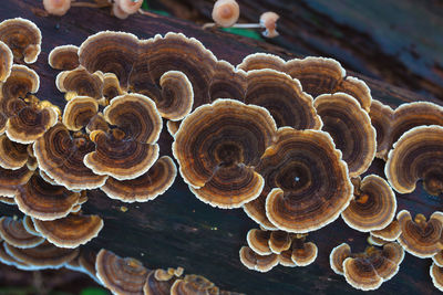 Close-up of shells